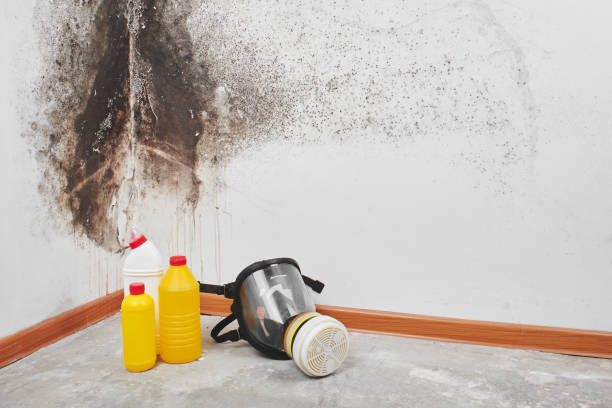 Best Certified Mold Removal  in Long Neck, DE