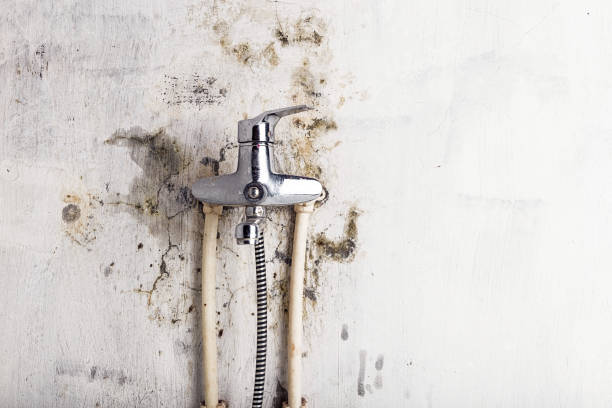 Professional Mold Removal in Long Neck, DE