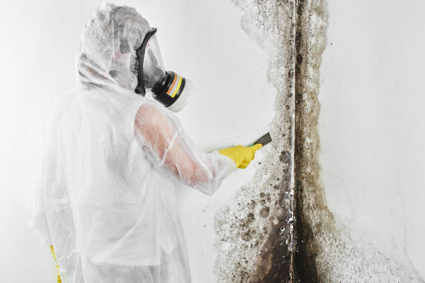 Office Mold Removal Services in Long Neck, DE