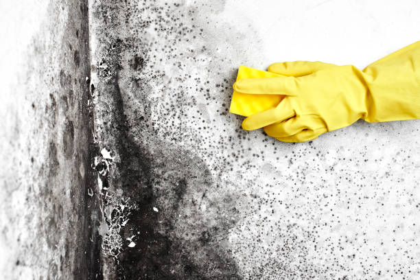 Best Black Mold Removal  in Long Neck, DE