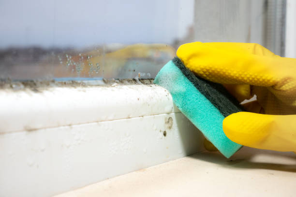 Best Fast Mold Removal  in Long Neck, DE