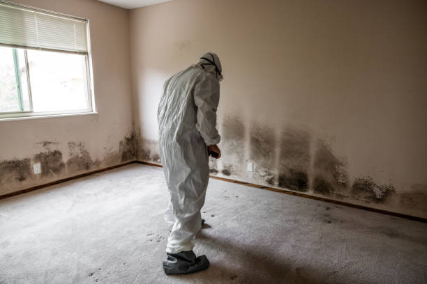 Best Office Mold Removal Services  in Long Neck, DE