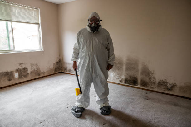 Best Black Mold Removal  in Long Neck, DE